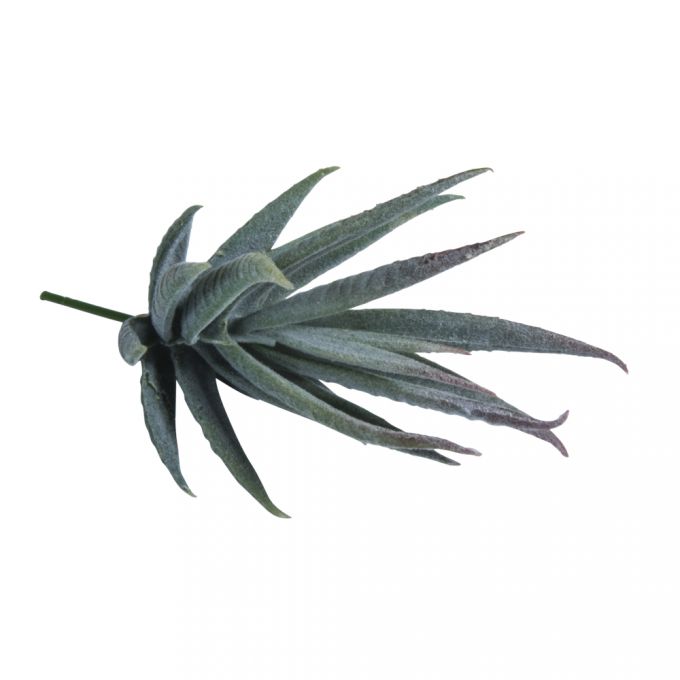 Krippenbotanik Sukkulente Aloe