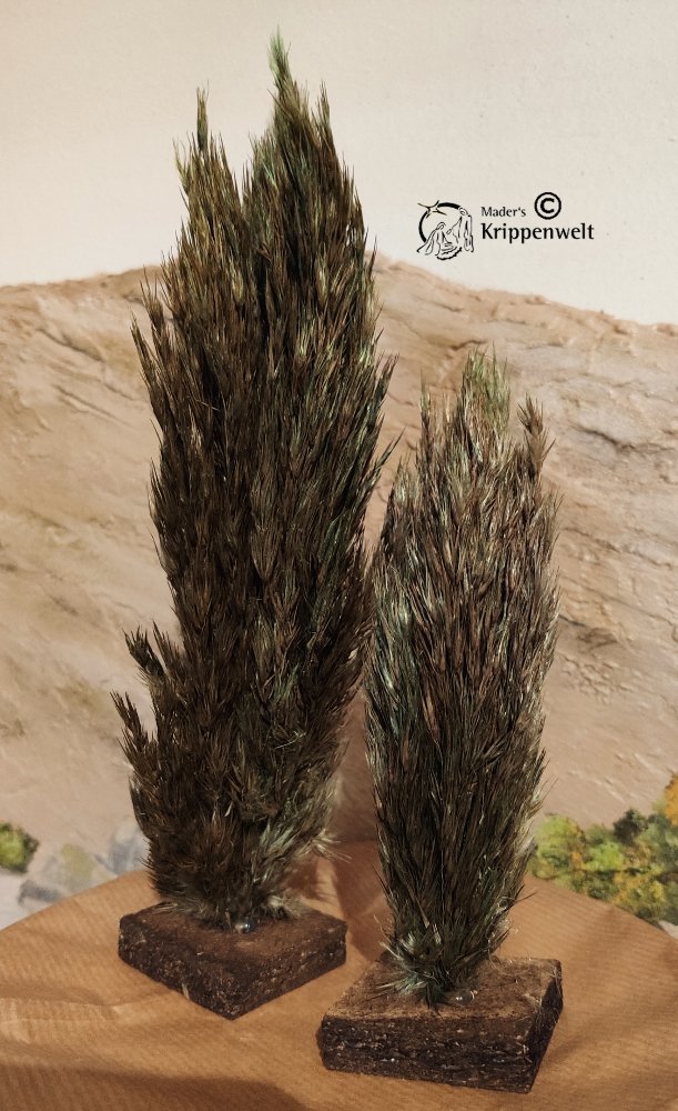 klicken um großes Bild anzuzeigen Zypresse als Krippenbotanik