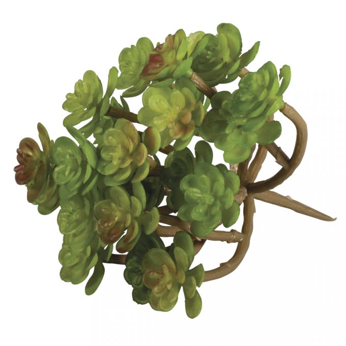 Krippenbotanik Sukkulente Sedum