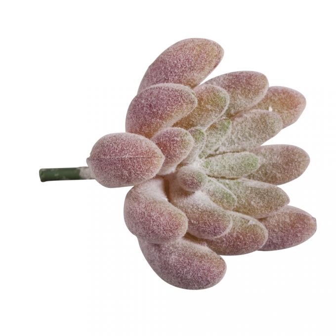55753000-617-1_1ZalfFXx9Udtse Krippenbotanik Sukkulente Echeveria