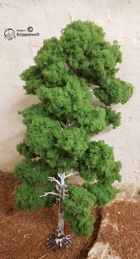 klicken um großes Bild anzuzeigen schöne Birken für ihre Krippenbotanik